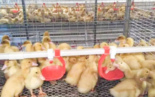 養(yǎng)鴨場(chǎng)老板：熱泵供暖溫度高，費(fèi)用比燒煤還省！